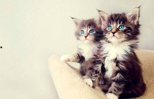 娱乐吃瓜小猫咪视频在线观看,小猫咪吃瓜视频，萌态十足，在线观看必笑